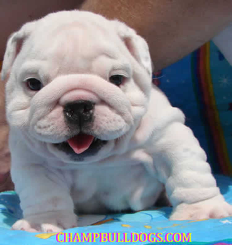 English bulldog puppies pictures white